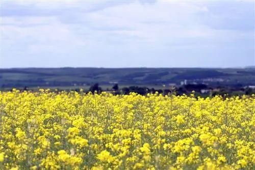 Rapeseed - Brassica napus