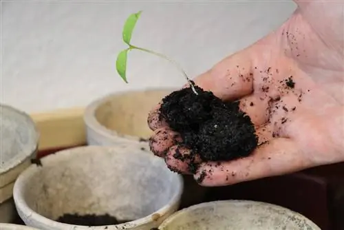 Pagtusok ng mga gulay: impormasyon para sa mga halamang gulay gaya ng spinach, mais & Co