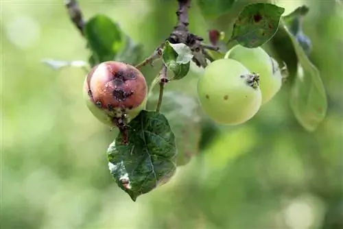 Apple malus nemocný