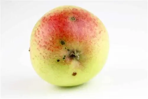 Fighting apple scab: Sprays against the fungus on apple trees