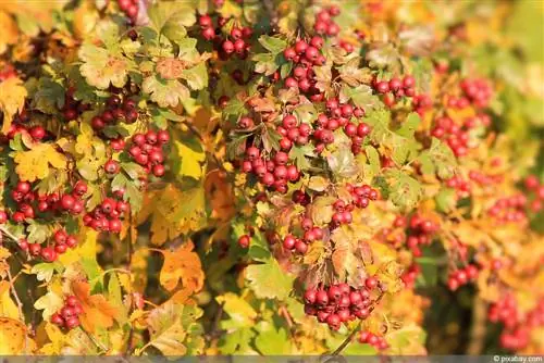 Жинхэнэ долоогоно - Crataegus laevigata