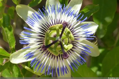 Passiflora caerulea - qışlayan ehtiras çiçəyi