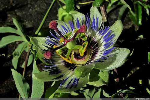 Overwintering passionflower - Passiflora caerulea