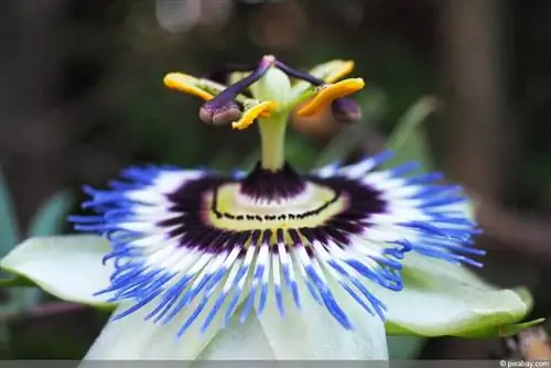 Passiflora caerulea: floarea pasiunii este rezistentă?