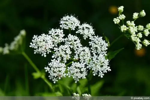 Matar les males herbes: com eliminar eficaçment el degoteig dels arbres