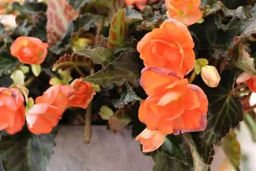 Begonia ubi Begonia tuberhybrida