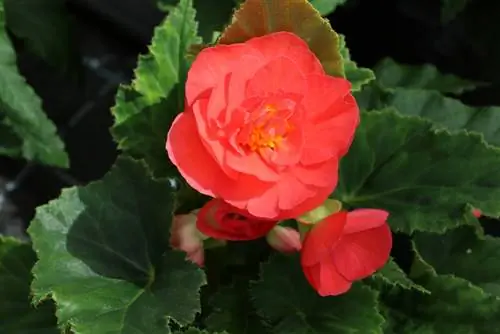 Bégonia tubéreux Begonia tuberhybrida