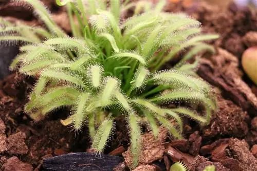 หยาดน้ำค้าง - Drosera