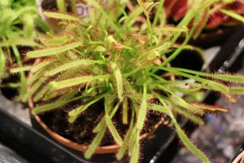 Sundew - Drosera - gaļēdāji