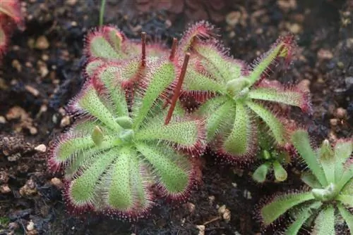 Sundew, Drosera - hom, kev saib xyuas thiab nthuav tawm