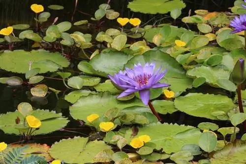 زنجبار - زنبق الماء - Nymphaea zanzibariensis