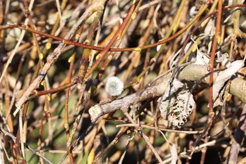 Saule - Salix