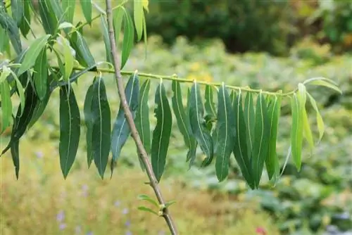 pohon willow - Salix