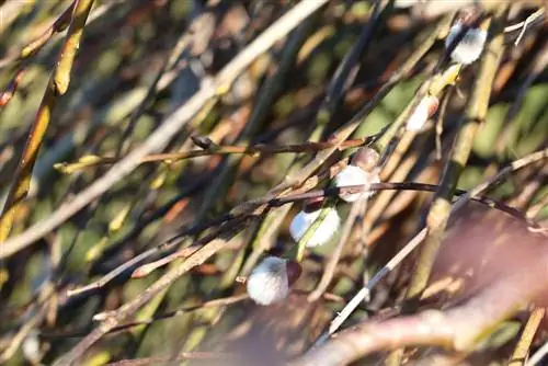 Catkins - saib xyuas, txiav thiab nthuav tawm