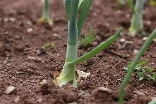 Pestovanie cibule, zeleninovej cibule - siatie, výsadba a starostlivosť