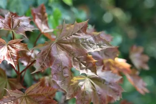 Σφενδάμι της Νορβηγίας - Acer platanoides