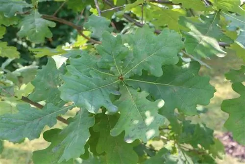 Engelse eikebome - Quercus robour