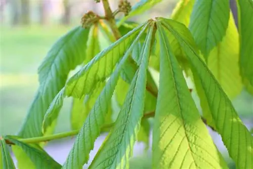 Շագանակներ - Castanea