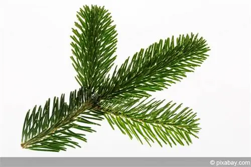 Nordmann fir