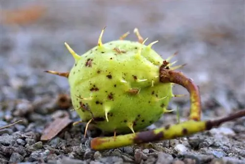 Arborele de casă: 11 arbori de casă clasici pentru grădini mici până la mari