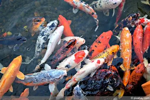 Carpa Koi