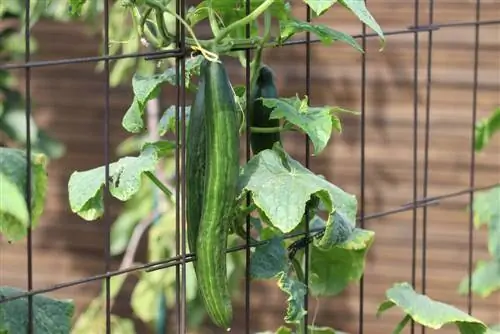 Pagkalanta ng mga dahon sa mga pipino: Sanhi ng pagkalanta ng pipino - ano ang gagawin?