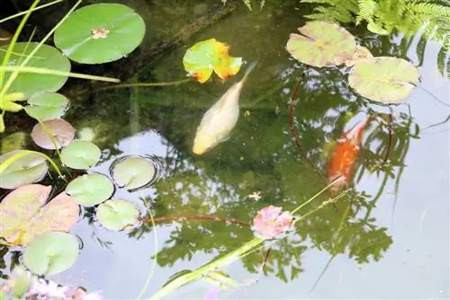 Kolam taman: ukuran + kedalaman yang dibutuhkan untuk ikan - ikan mas