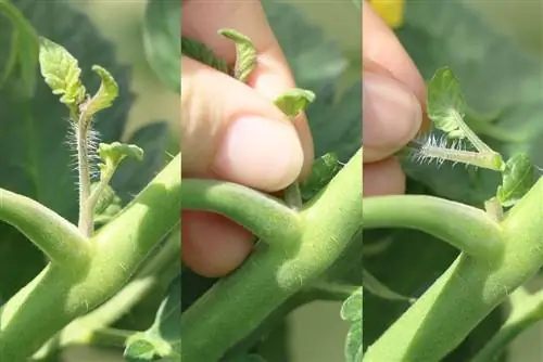 Maksimeer tamatieplante: instruksies in 3 stappe - Van wanneer af?