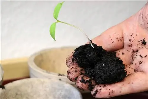 Tomaten planten: wanneer is de beste tijd? - Tomaten planten