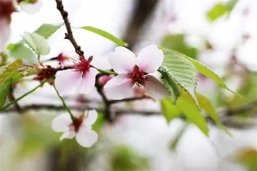 كوريل الكرز - الكرز القزم الرائع - Prunus kurilensis