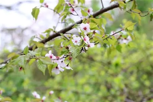 كوريل الكرز - الكرز القزم الرائع - Prunus kurilensis