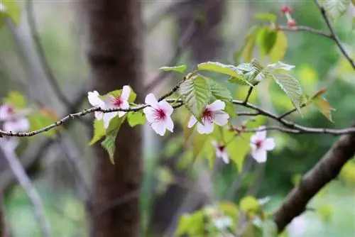 Ceri Kurile, Ceri Kerdil, Prunus kurilensis - informasi perawatan