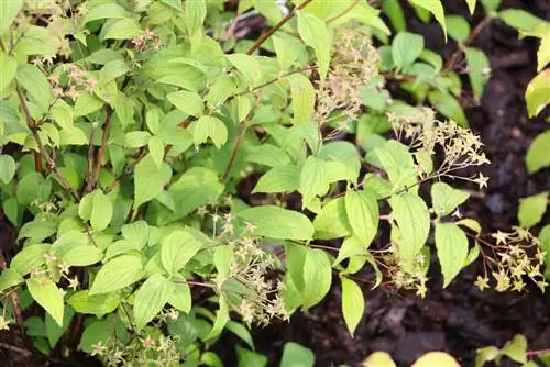 Bụi hoa tháng năm - Deutzia - Deutzia magnifica