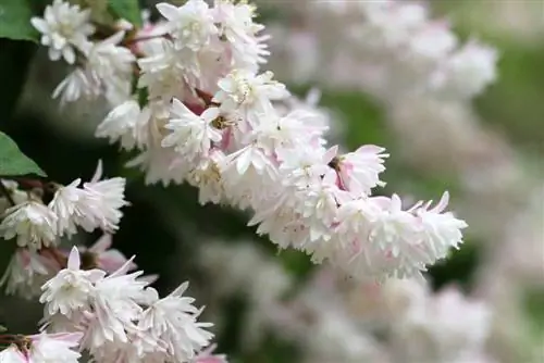 Майский цветочный куст - Дейция - Deutzia Magnifica