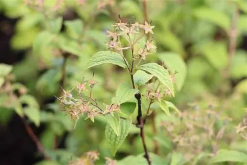 Kichaka cha maua cha Mei - Deutzia - Deutzia magnifica