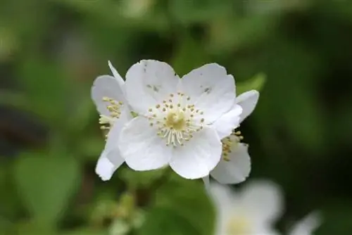 Arbusto Mayflower, Deutzia - cuidado y corte del arbusto Mayflower