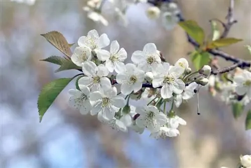 Cereza ácida - Prunus cerasus