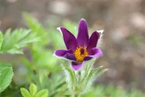 Pasqueflower - Pasqueflower - Pulsatilla