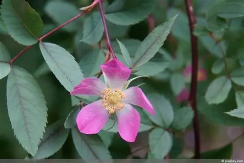 Red leaf rose, pike rose (Rosa glauca)