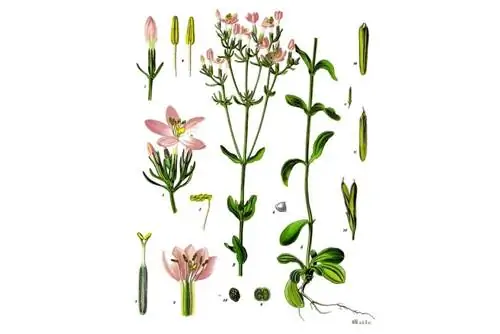 Centaurée, herbe de la grâce divine (Centaurium erythraea)