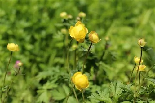 Zlata glava (Trollius europaeus)