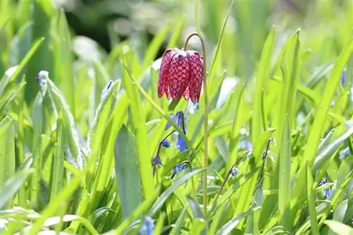 Šahovska roža - Fritillaria meleagris