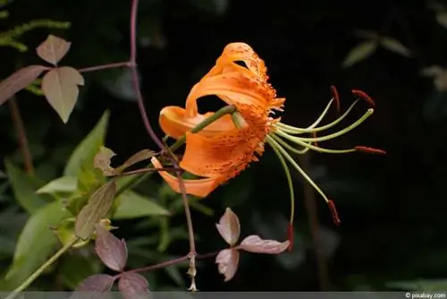 Turkin liiga - Lilja - Lilium martagon