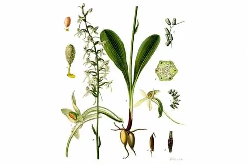 Giacinto della foresta bianca, giacinto della foresta a due foglie (Platanthera bifolia)