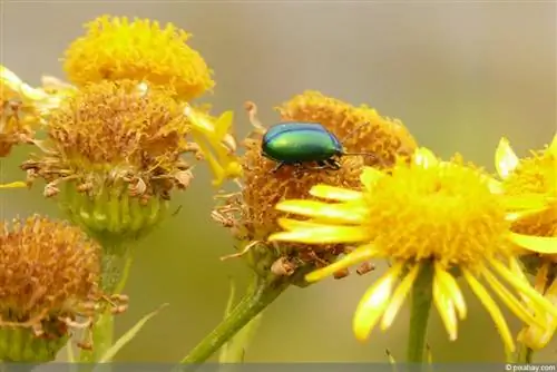 Arnica, riktig arnica (Arnica montana)