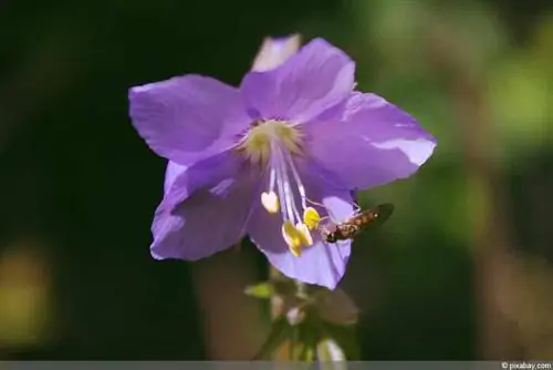 نردبان های آسمان آبی (Polemonium caeruleum)