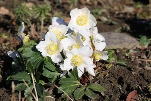 Rose de Noël - rose des neiges - Helleborus niger