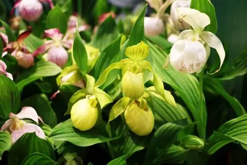 Կանանց հողաթափ խոլորձ - Cypripedium paphiopedilum