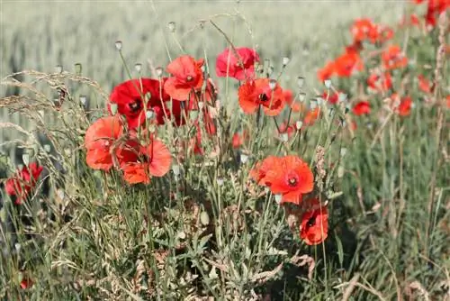 სიმინდის ყაყაჩო - Papaver rhoeas