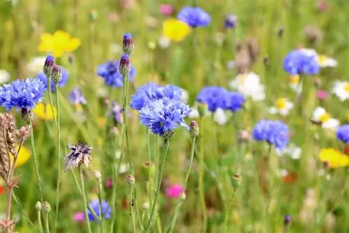 የበቆሎ አበባ - Centaurea cyanus